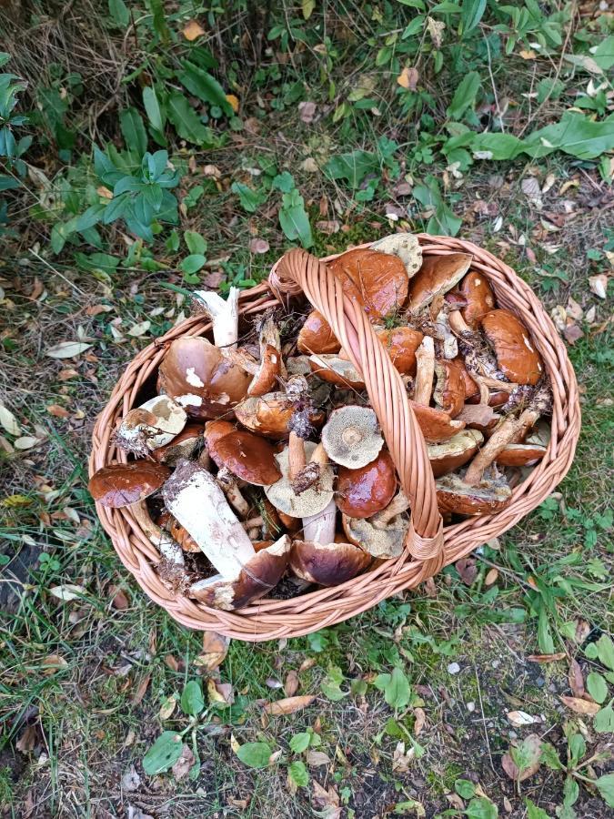 Rykowisko - Domki Caloroczne Nad Jeziorem I Rzeka Szczecinek Exteriör bild